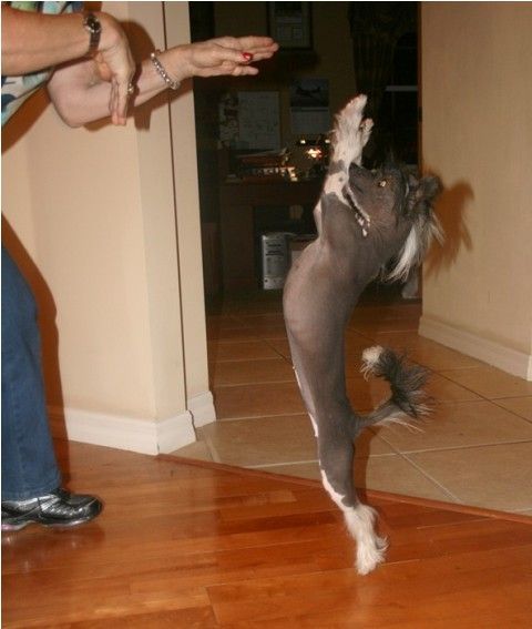 Kalypso's Magically Delicious RN, CD