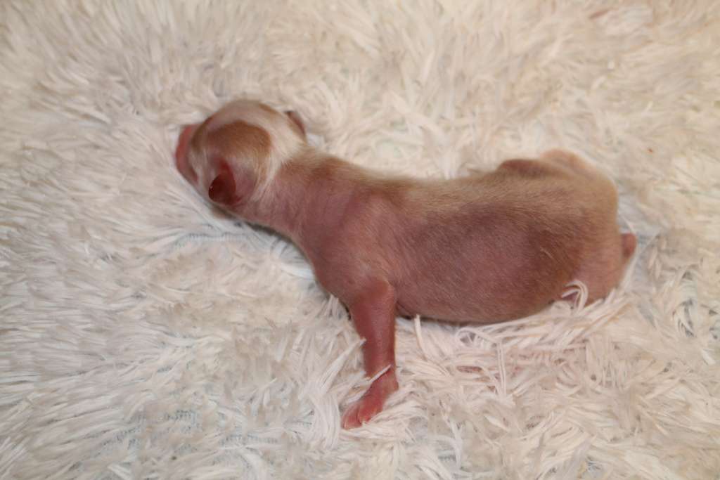 Magnet Success Z......