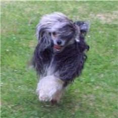 Koreke Jubilare Long-Wang With Xioma