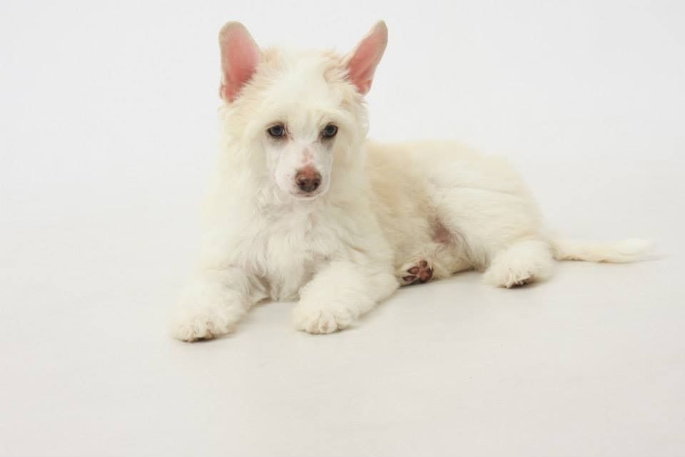 Wyndchyme Go Big or Go Home