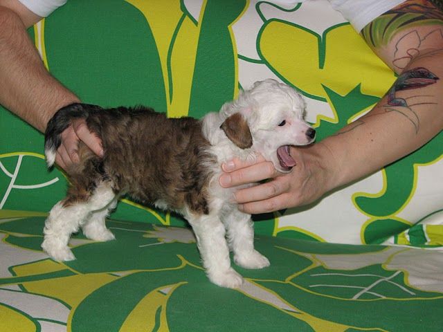 Annabella Csicsi Eszmo