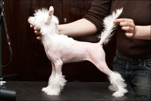 Mashama Mazi Rus Afrodita