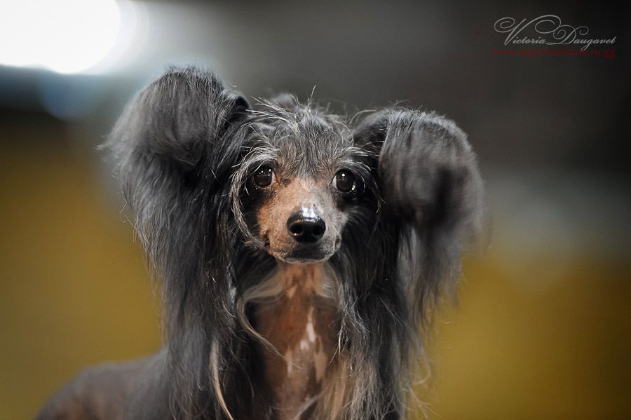 Falko-Figaro Feniro Mitau