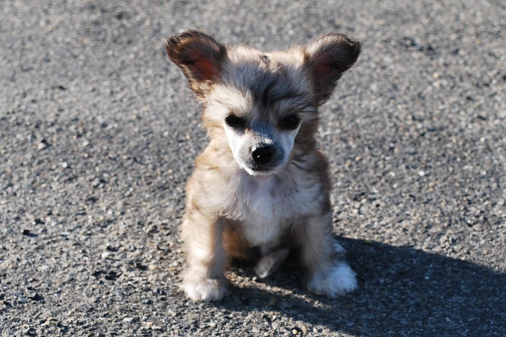 Little Dog Of Dream Gigolo