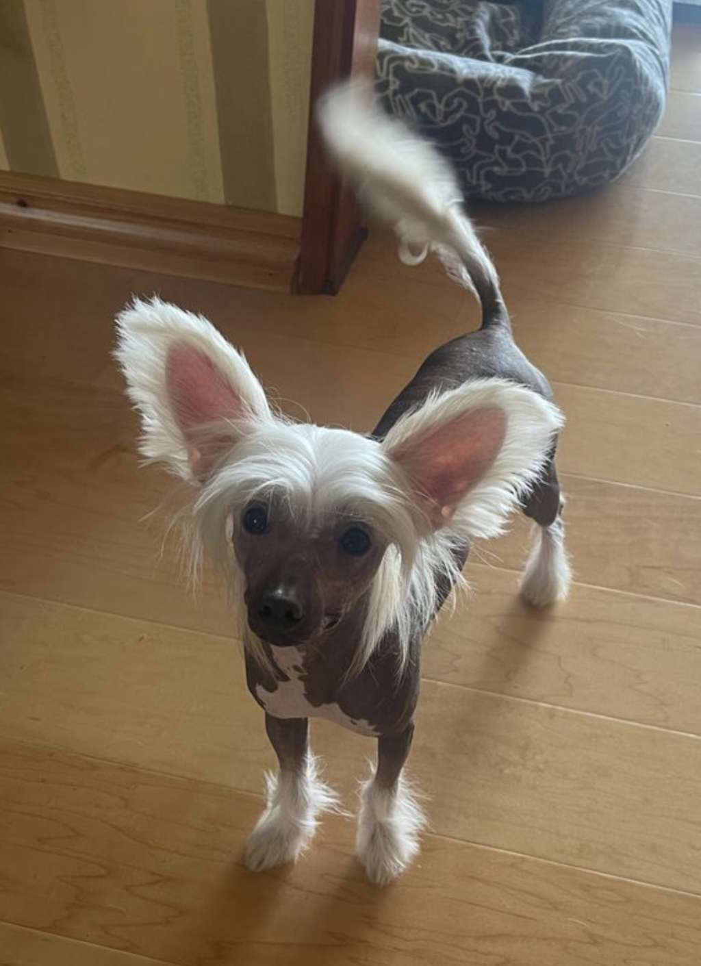 Moelmo's Naked Attraction