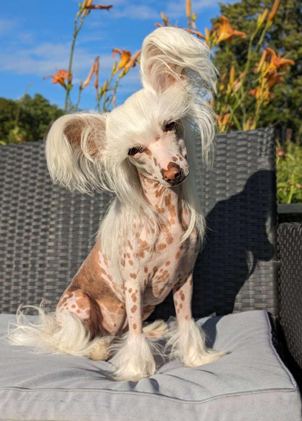 Sirocco Enchantress Of Numbers