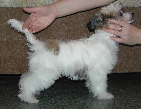 Leon Fleur De Lis Mirey Mat'e