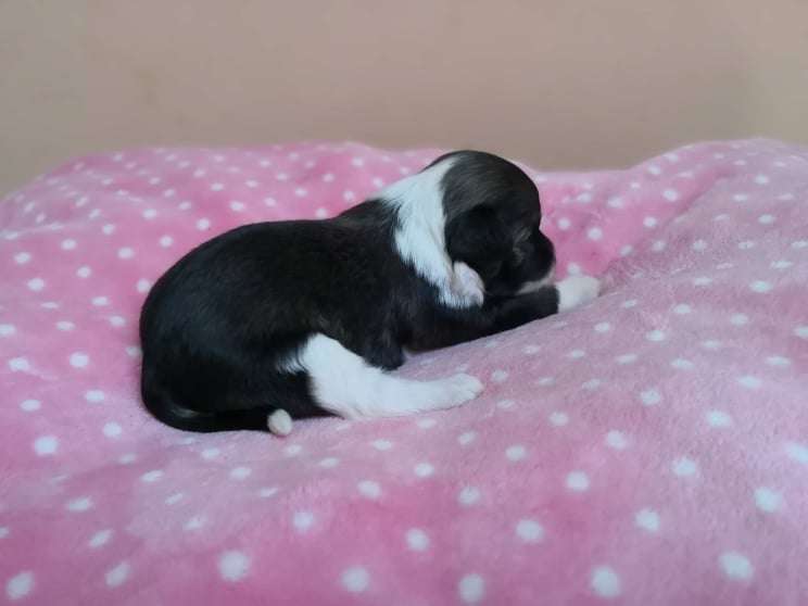 Fundoklia-völgyi Kaszanics Olivia