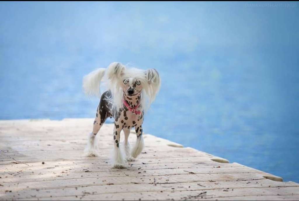 Xtra Bold Pictionary