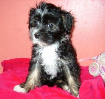 Sapfir iz Tsarskogo Sela Cheri-Beri