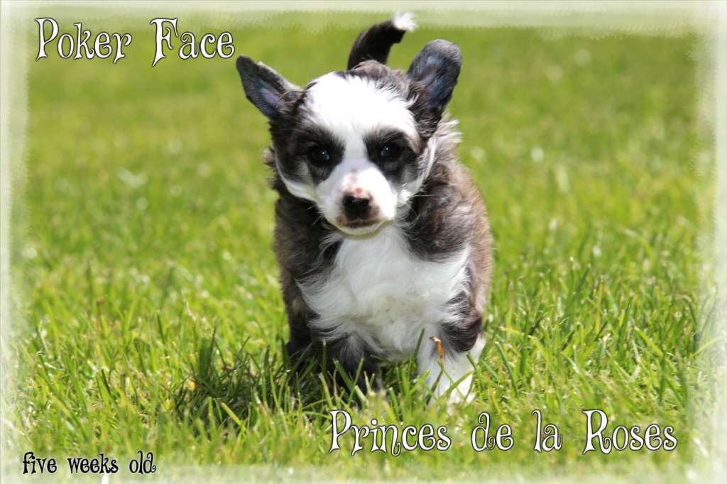 Poker Face Princes de la Roses