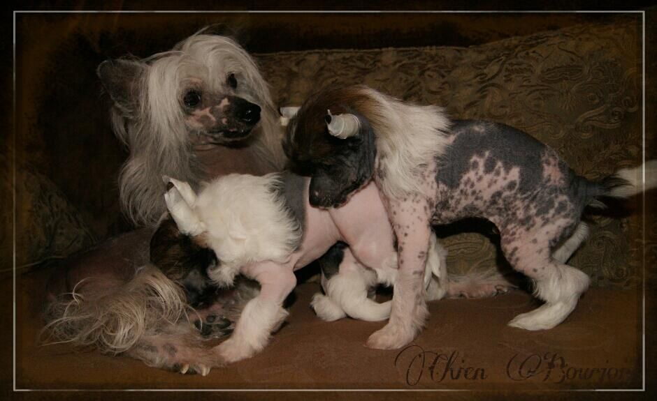 Be Ganesha de le Chien Bourjois