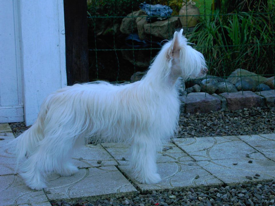 Krasotka Star  Forget Me Not Fahra