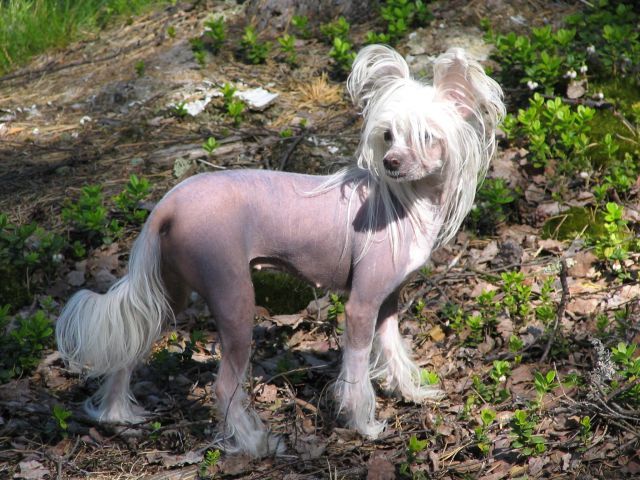 Zhannel's Takin' Chanses