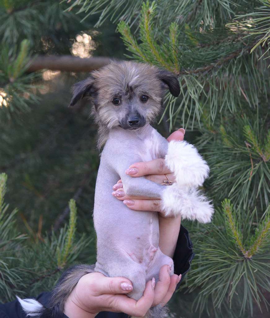 Ognenny Lotos Xorvard