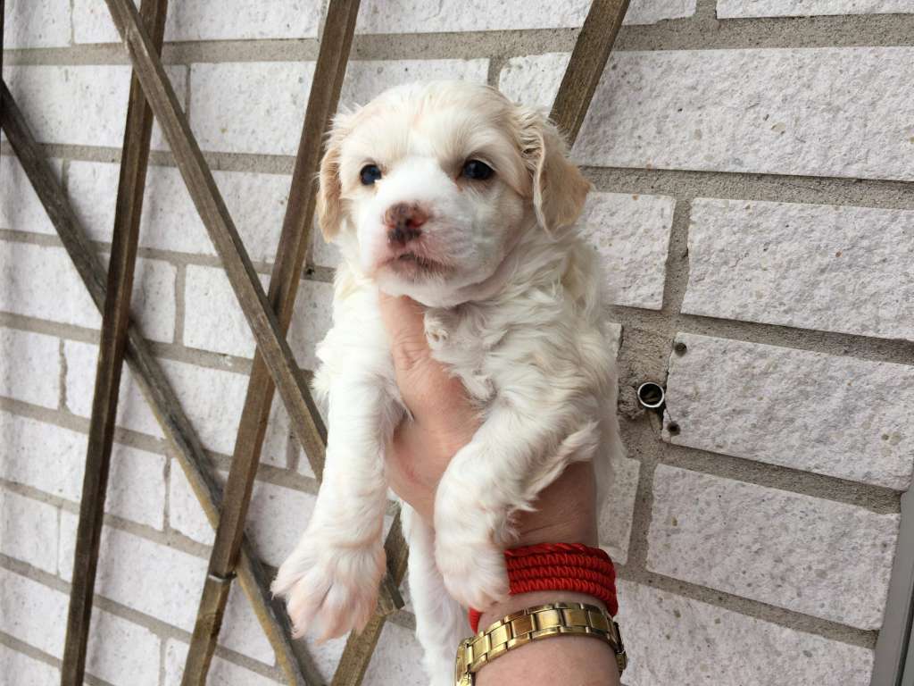 Tournais Simon No Shoes