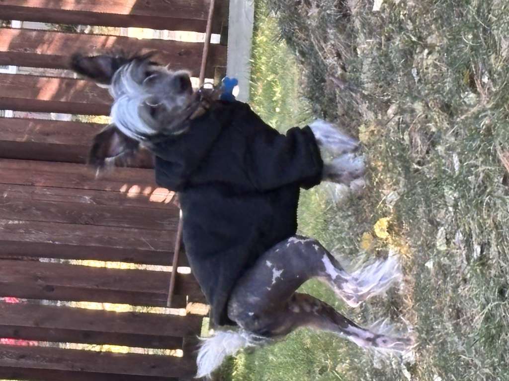 Red Dragon Declán of Ardmore and Gardine