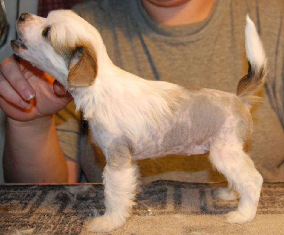 Zipolino's Snowdrop Starflakes