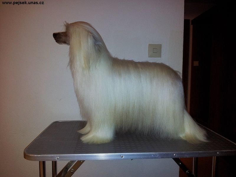 William ze Zatopené chajdy