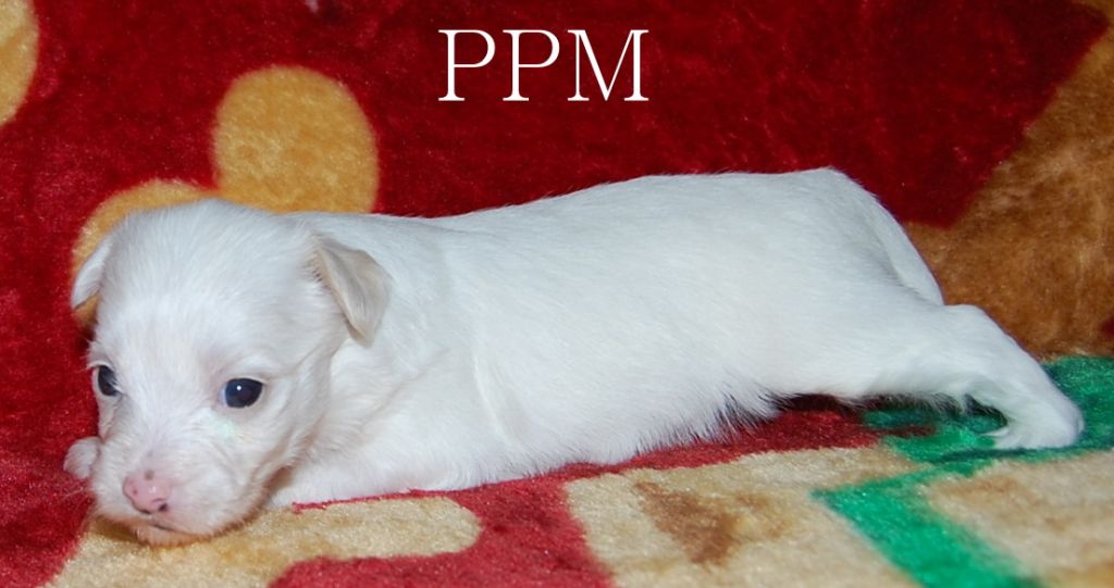 Crestyle Arthur The Great  PPM