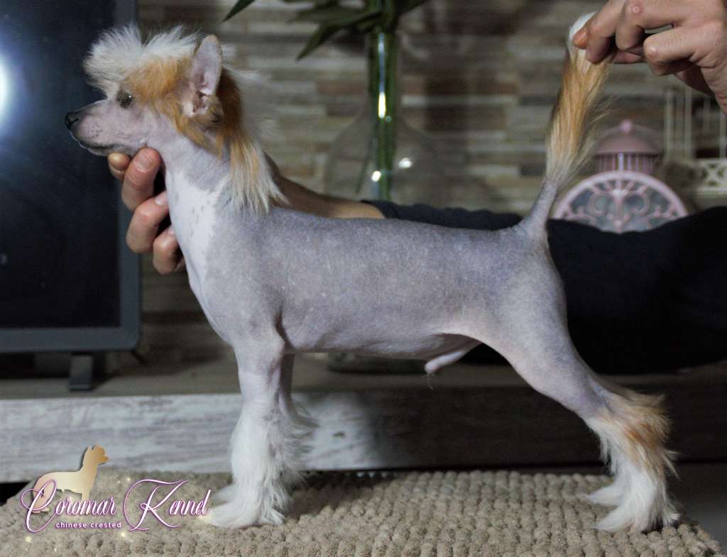 Coromar High Voltage