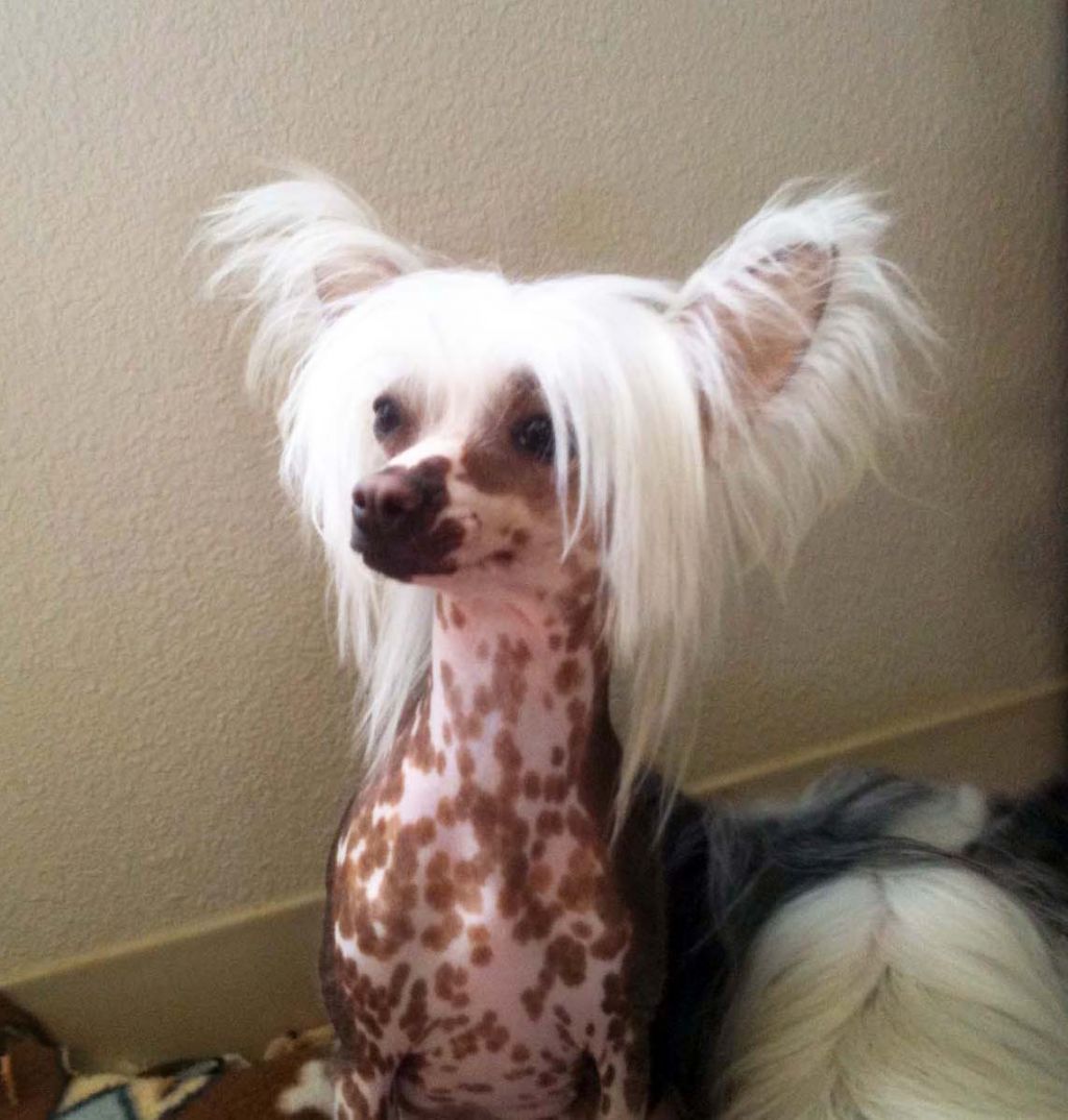 Marquis Kiss My Bare Butt HL