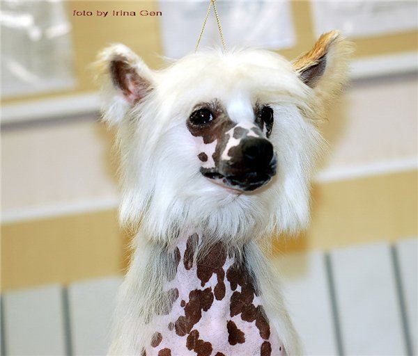 Olegro Katrin Innate Energy