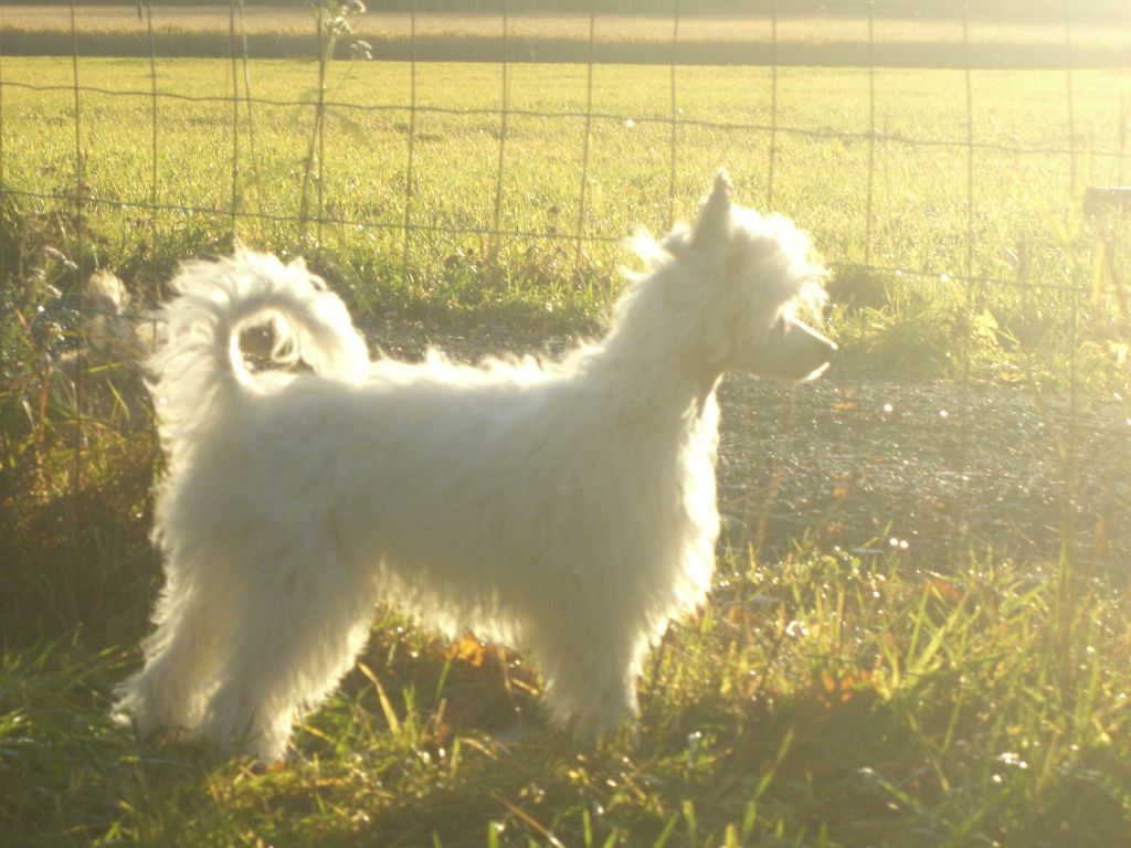 Meadowwood's Hot Hip Hop Ivy