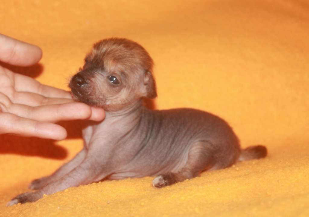 Sierra Molosos Gratzi