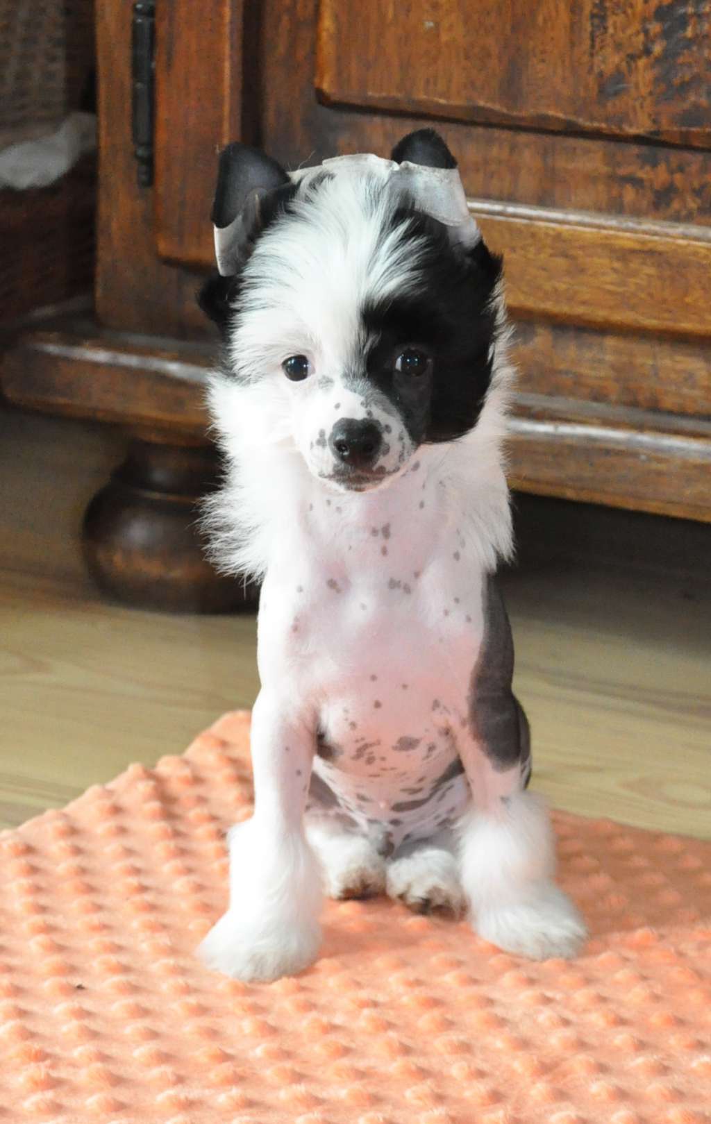 JUNIOR Kolekcja Szuwarka