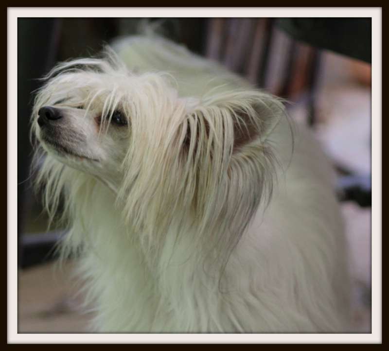 heroine du pavé de varennes