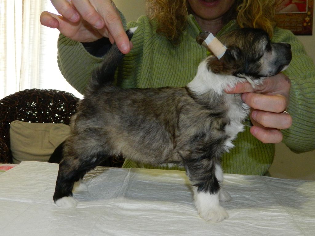 Heruka Divinità Protrettrice Di Casa Megi