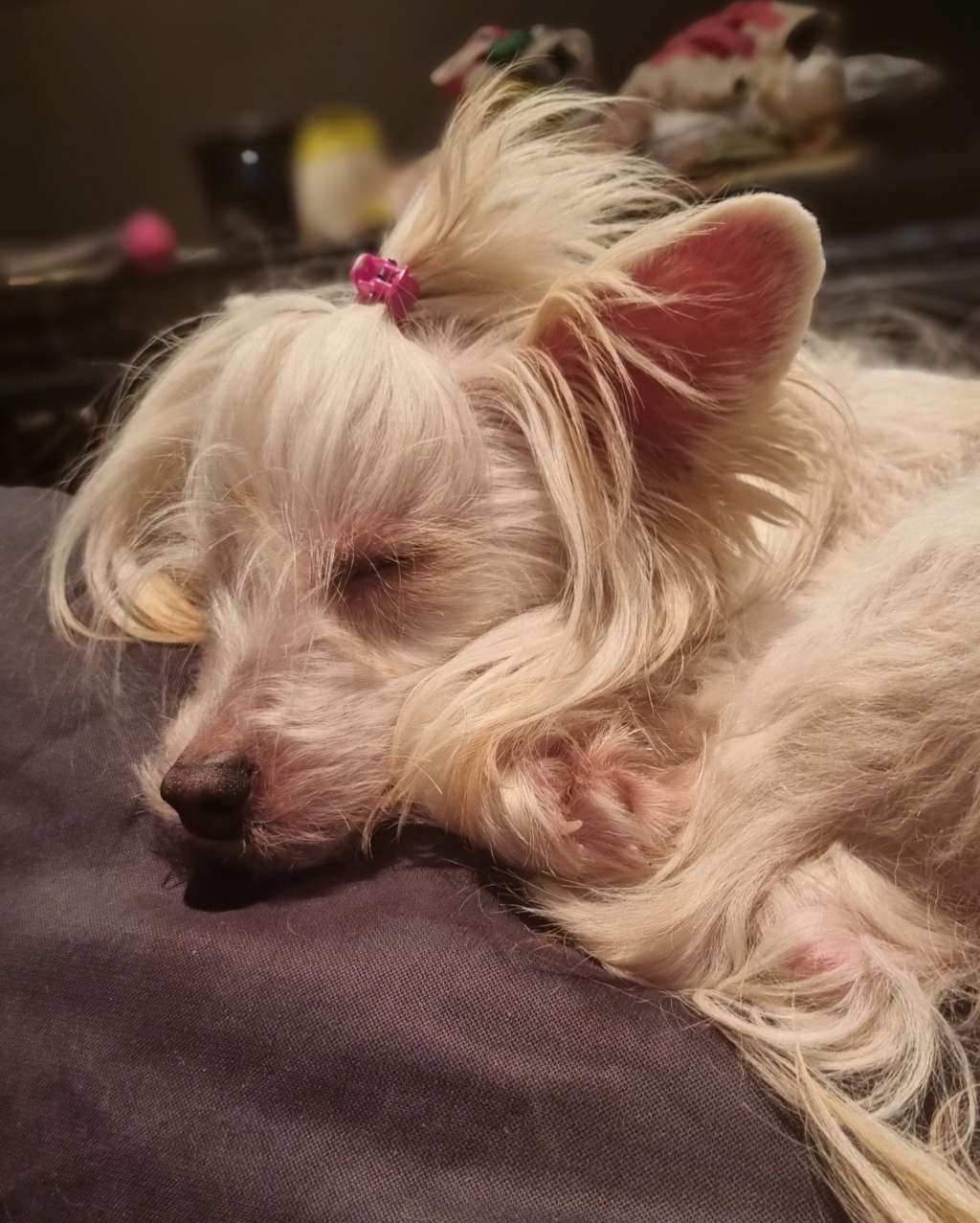 Crested Vixen's Stay in Line