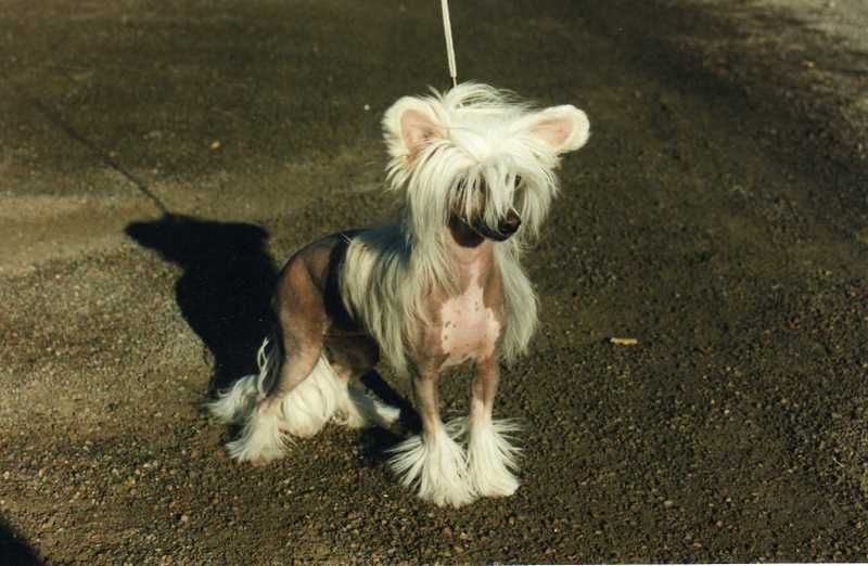 Secret Line's White Wild