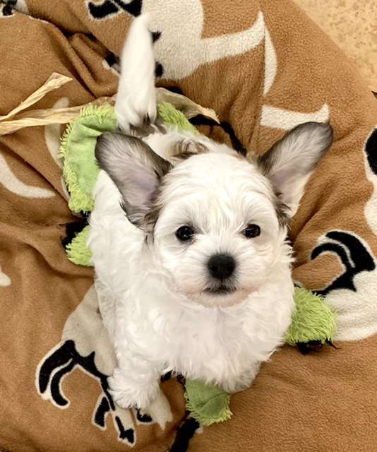 Cookie von Shinbashi