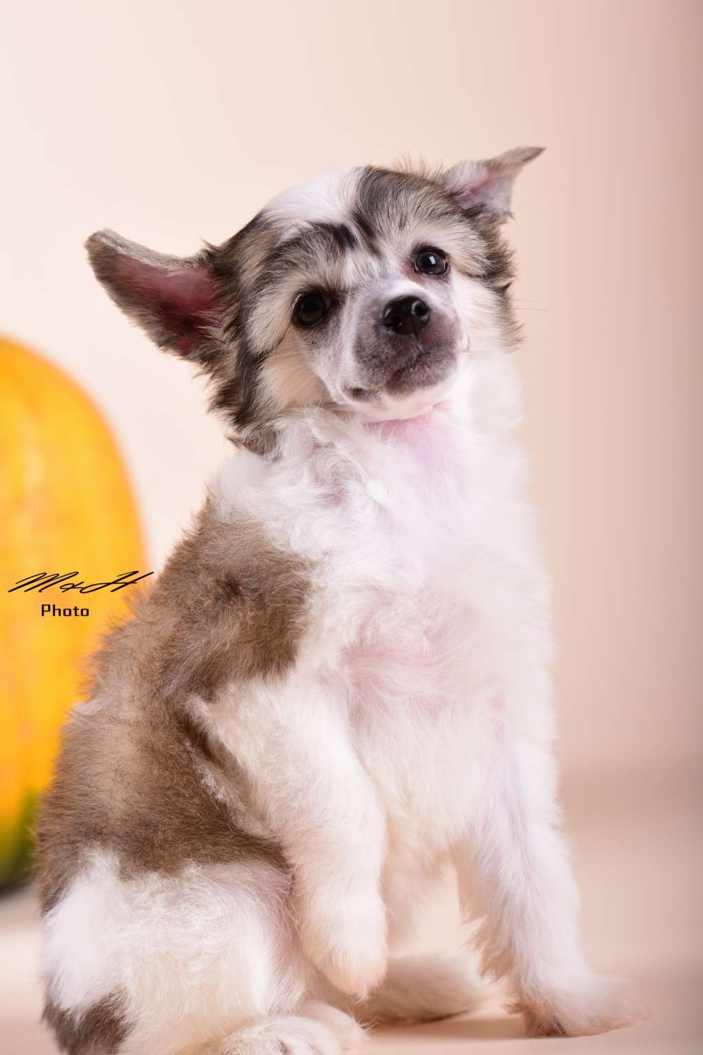 Nimrodel von Natelberg