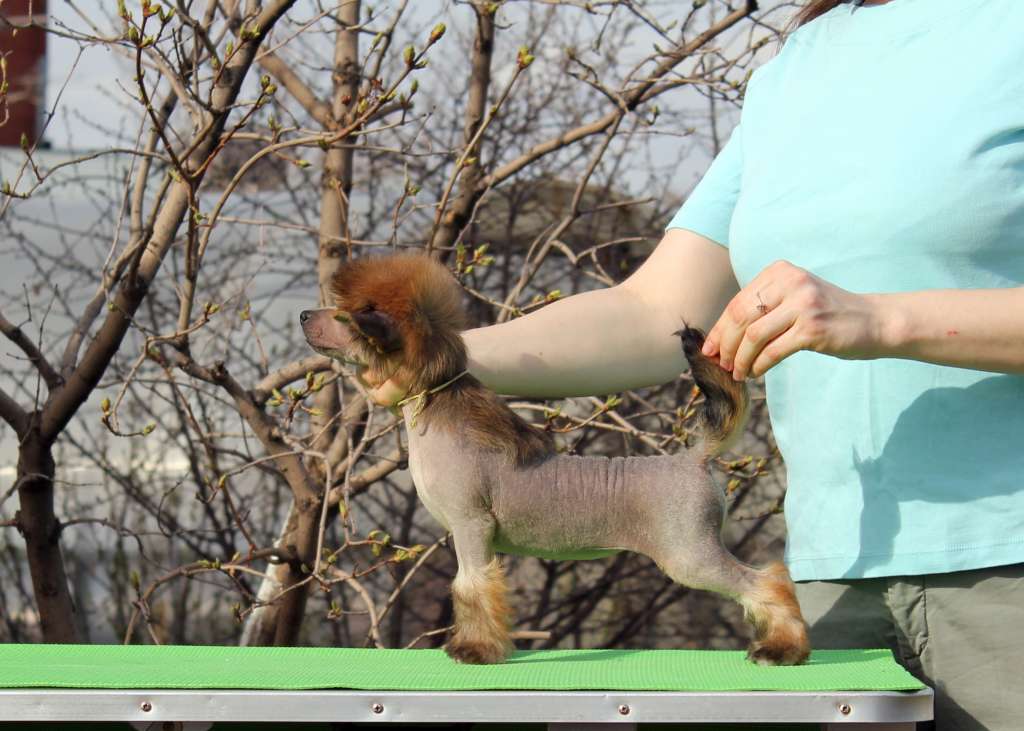 Via Della Seta Moonlight Sonata