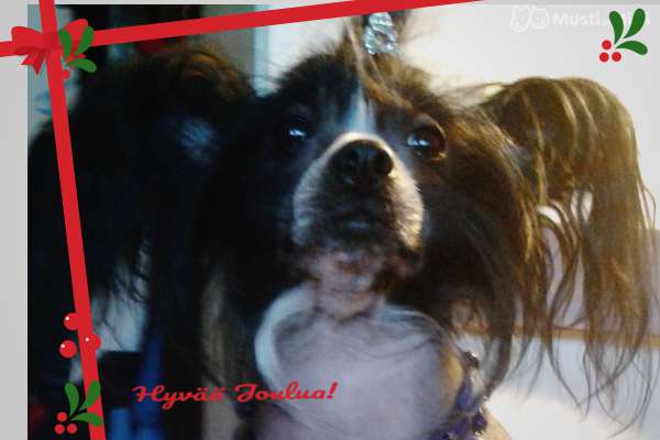 Chierina Molosos Gratzi