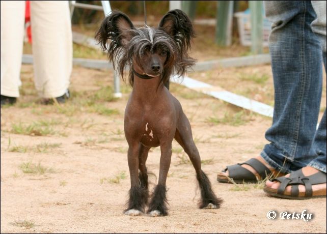 Kaunisvirran Pate Rock