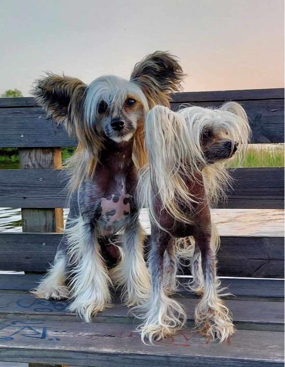 Kalimera's Apple Jacks