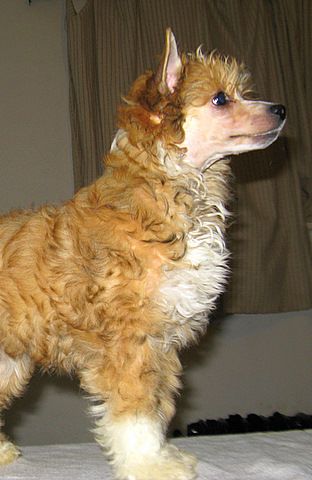 April Bardynela Blue Perfect