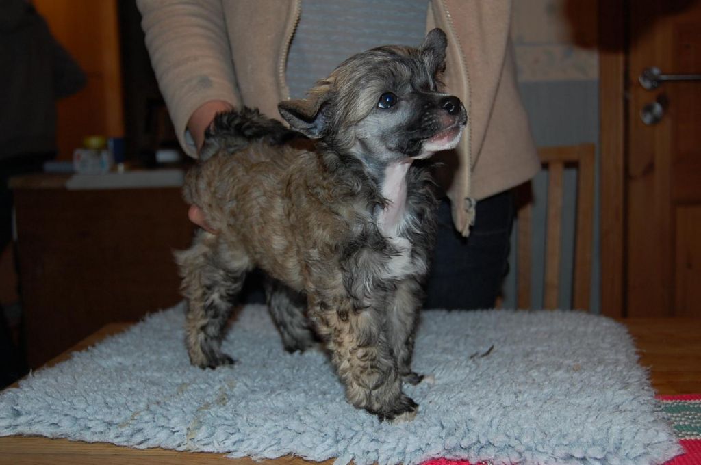 Crested Clan Big Banita