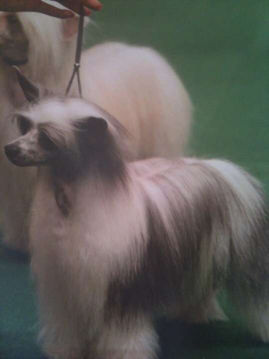 Edelweiss Material Girl By Jove