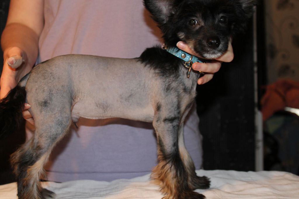 Ixtri's Rock the night