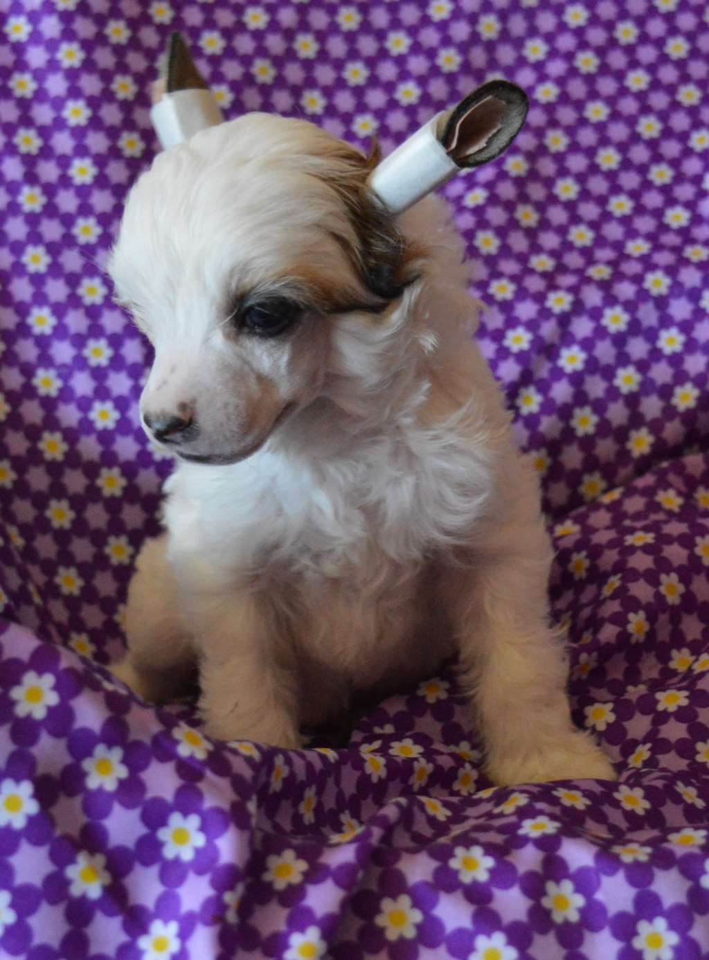 Magnus Staff For Crazy Cats