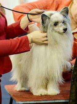 Brandrus Eccentric Spirit