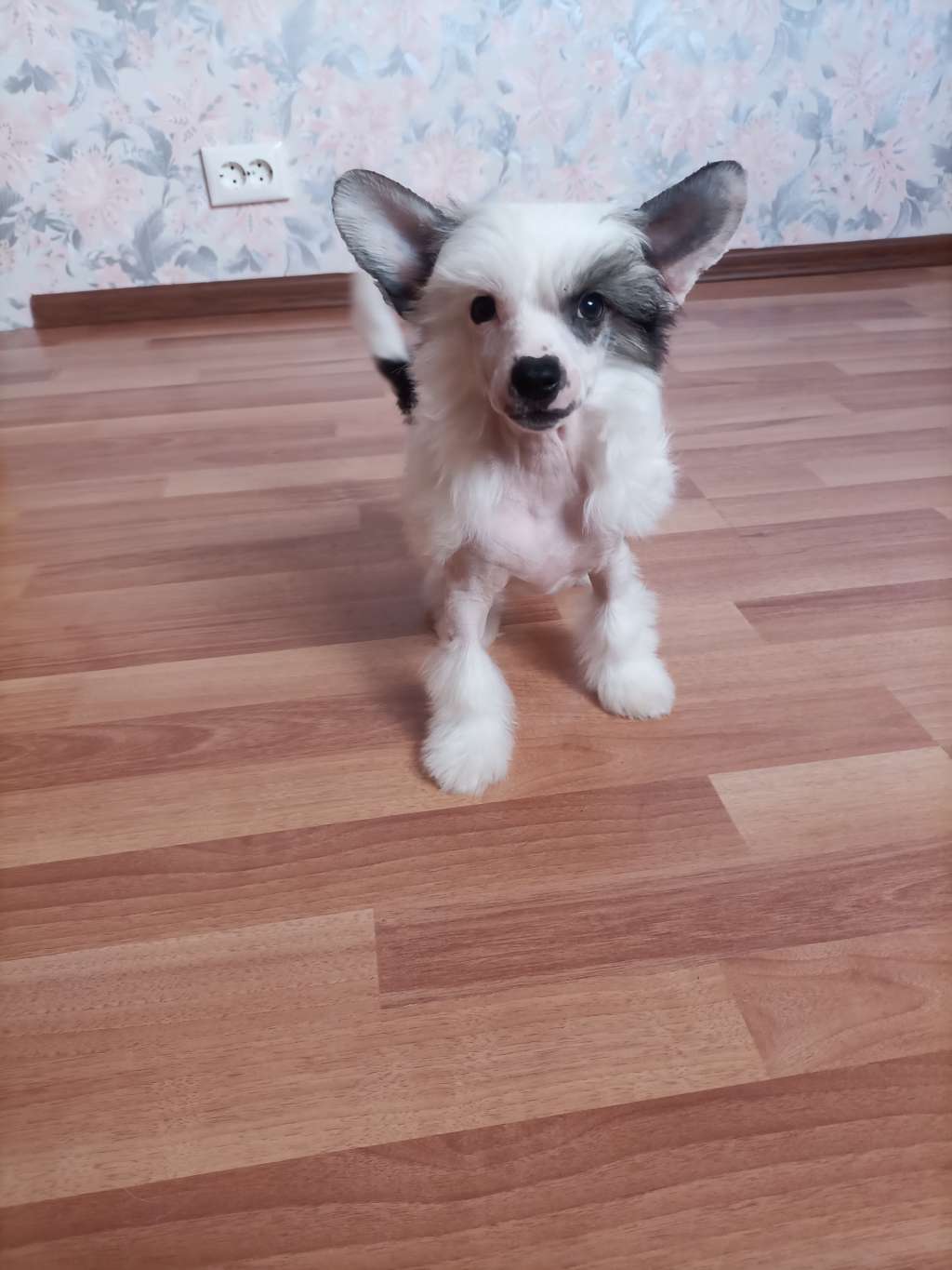 Kovimoti Paulo Gonçalves Hero