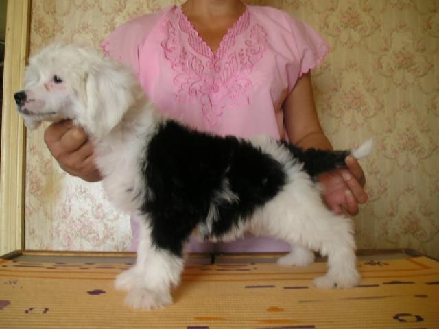 Francheska Iz Gavaona