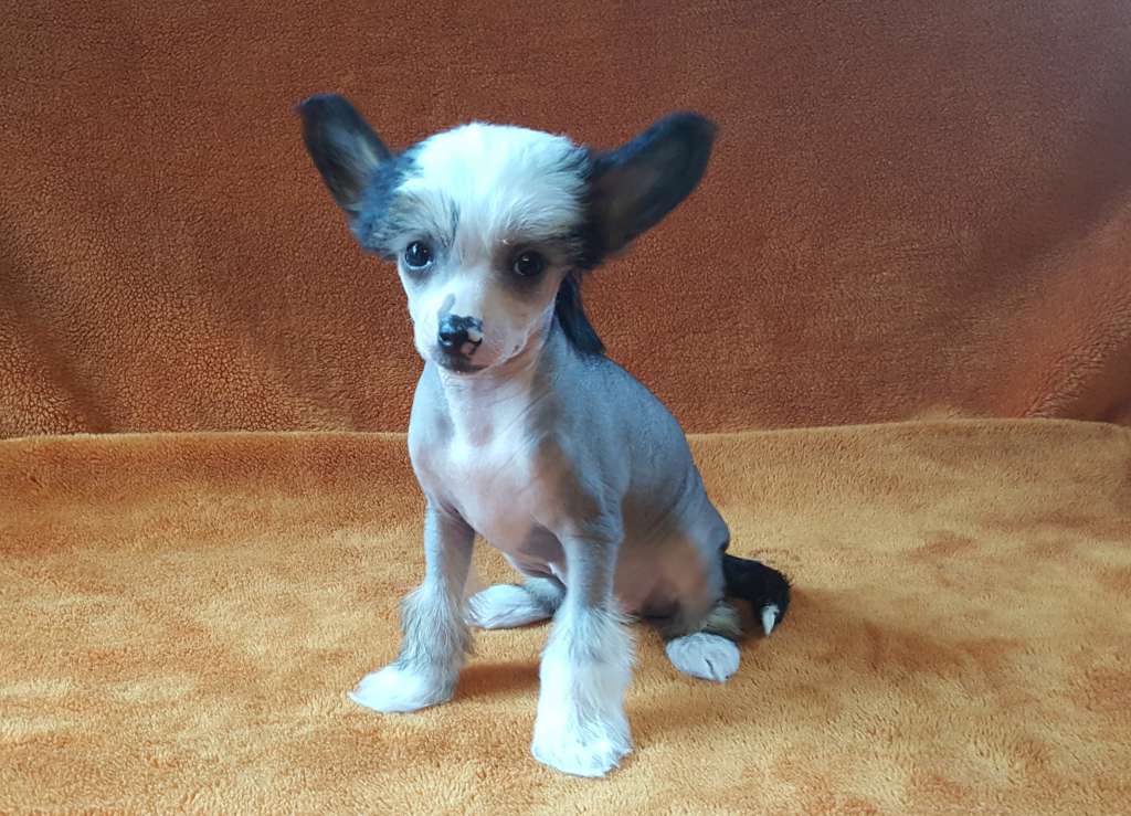 Oppaley Kiawa Pazzda