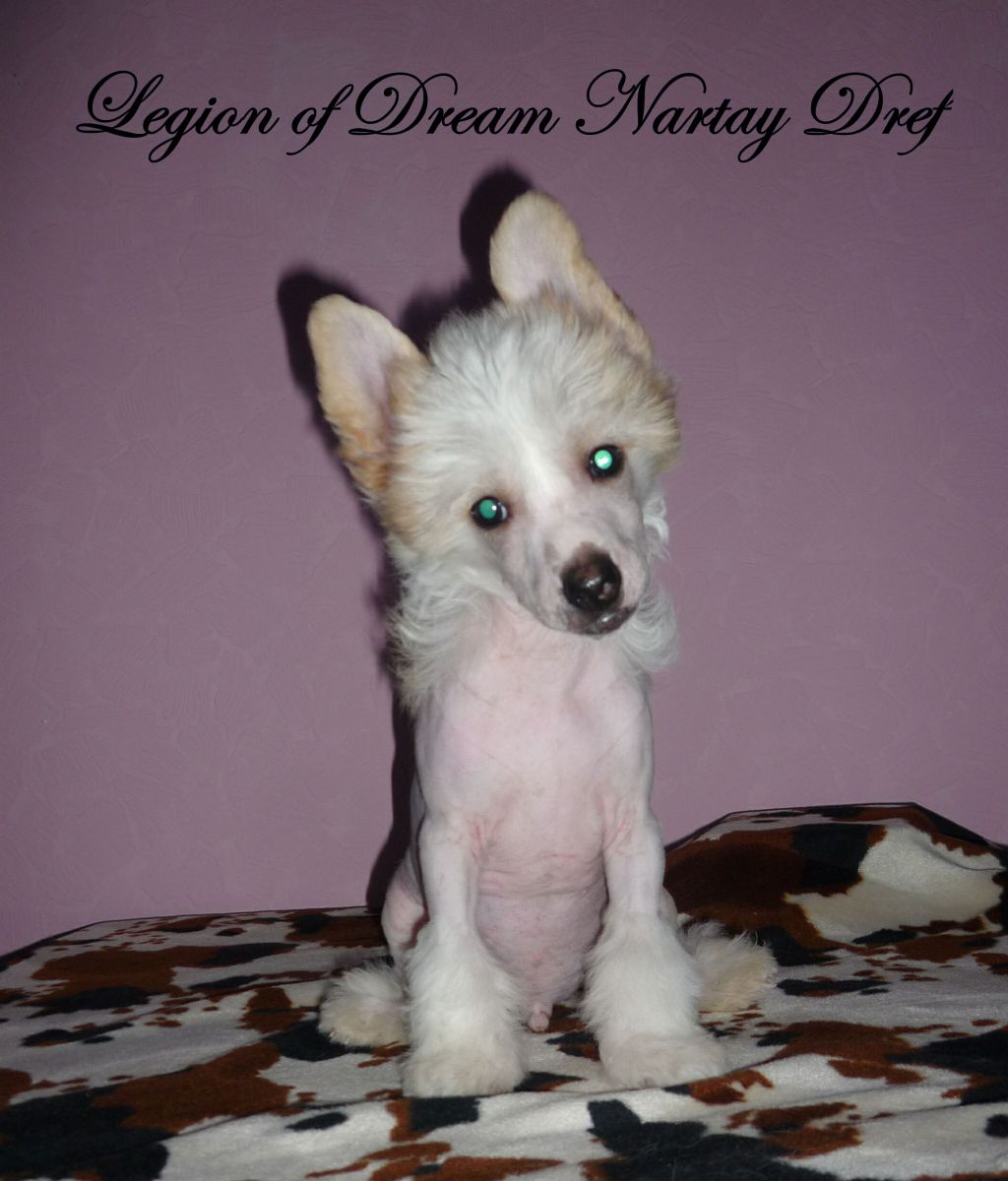 Legion of Dream Nartay Dref